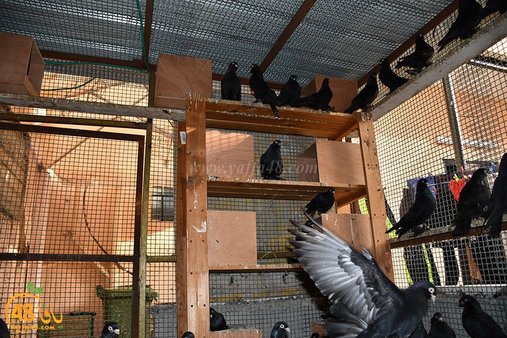 zohdi 3ashoor (75).jpeg